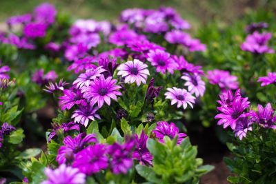 Maintain the Health and Appearance of Your Garden!