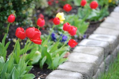 Keep Your Flowers and Plants Looking Beautiful!